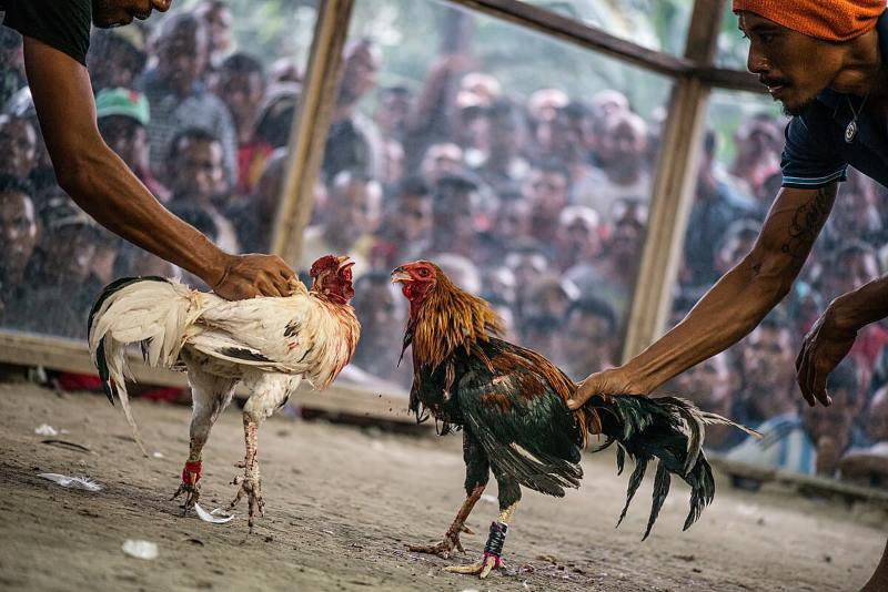 World Cock Fighting - Đơn vị cung cấp game 33Win với uy tín hàng đầu